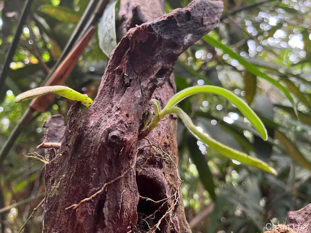 Trichotosia thwaitesii (Trimen) Ormerod & C.S.Kumar